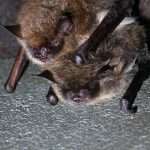 Myotis mystacinus bats