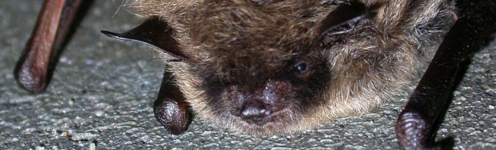 Myotis mystacinus bats