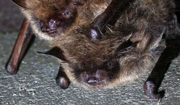 Myotis mystacinus bats