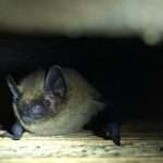 Pipistrellus pipistrellus bat