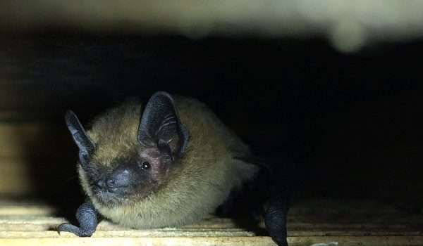 Pipistrellus pipistrellus bat