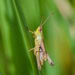 Orthoptera
