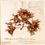 Water colour of Rhodymenia laciniata specime