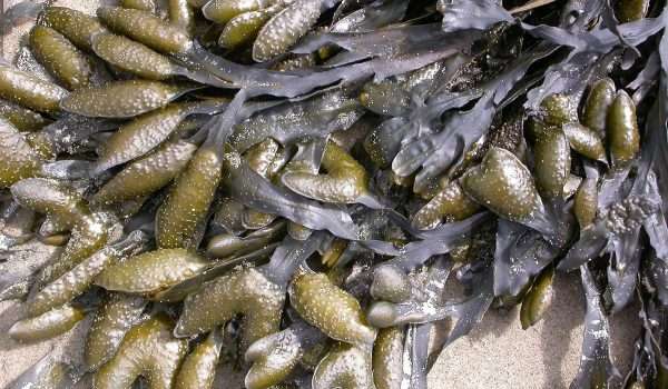 seaweed