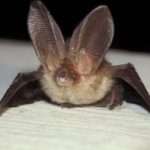 Brown long eared bat