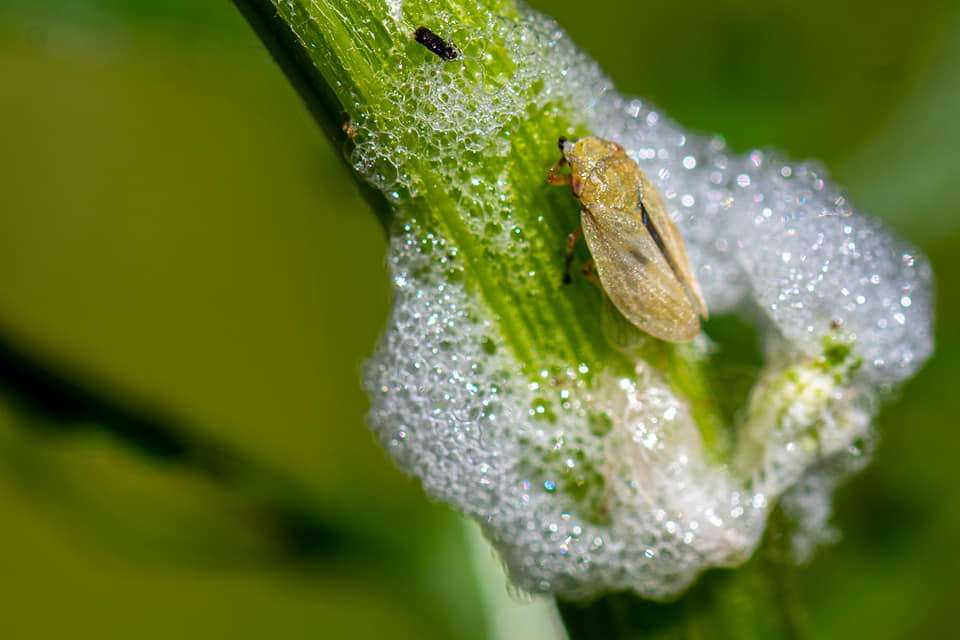 Itun Insect Valuing Insects - Nature Network Ireland