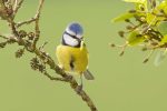 Blue Tit