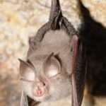 Lesser horseshoe bats