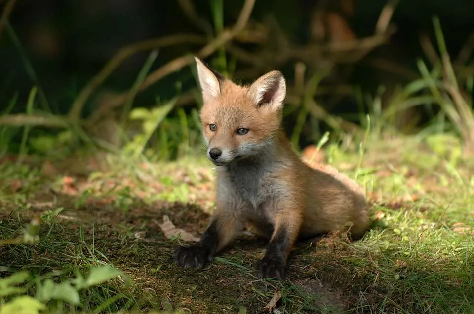 Red fox cub
