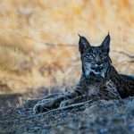 Iberian Lynx