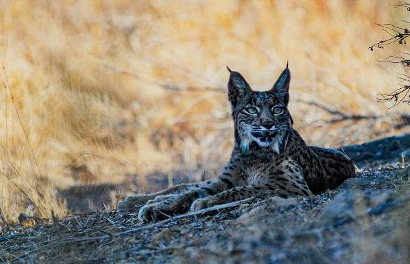 Iberian Lynx