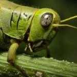 Orthoptera
