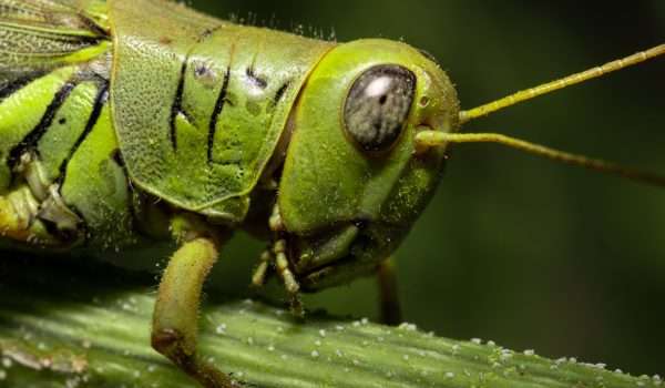 Orthoptera