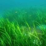 Seagrass