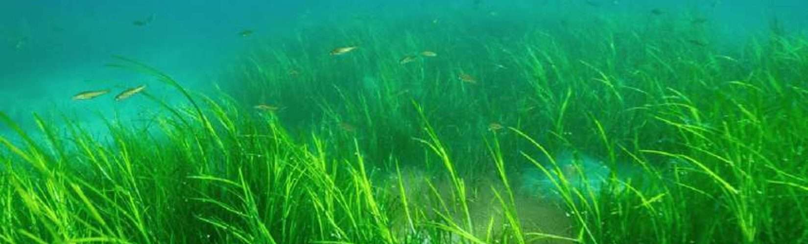 Seagrass