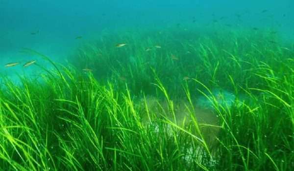 Seagrass