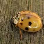 10-spot ladybird