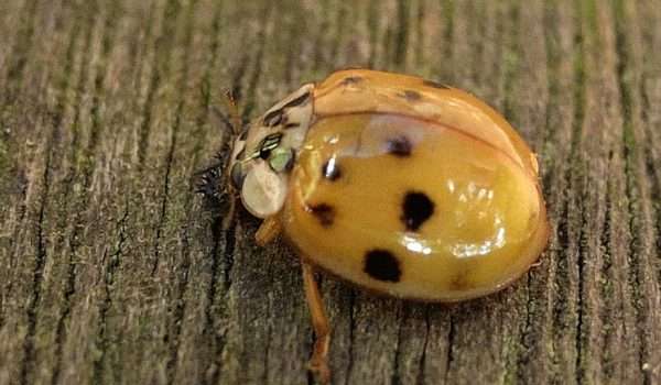 10-spot ladybird