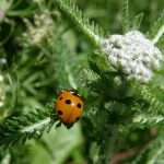 7 spot ladybird