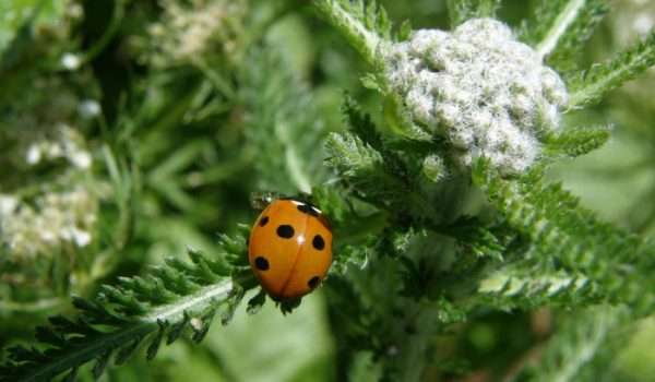7 spot ladybird