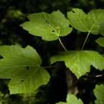 Sycamore maple leaves