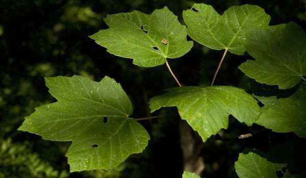 Sycamore maple leaves
