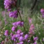 Bell-Heather