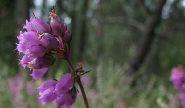 Bell-Heather