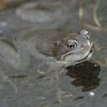 Common Frog