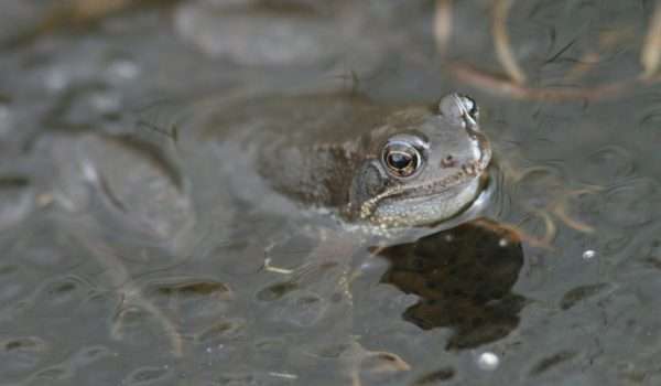 Common Frog
