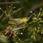 Common Green Grasshopper