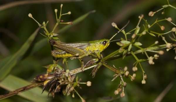 Common Green Grasshopper