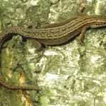 Common-Lizard