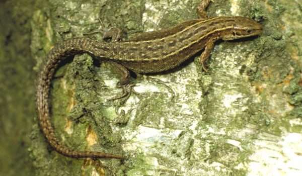 Common-Lizard