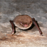 Daubenton's bat