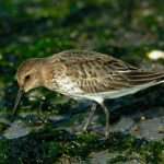 Dunlin