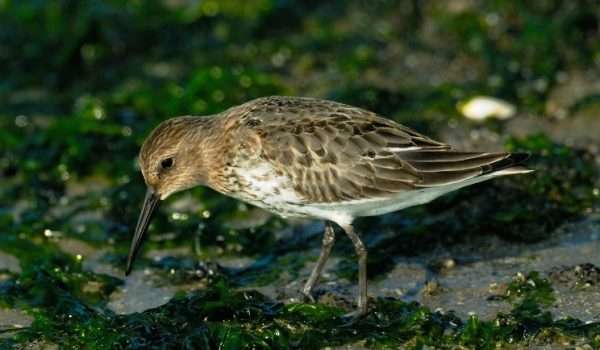 Dunlin