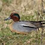 European Teal
