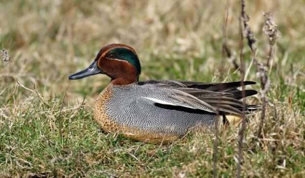 European Teal
