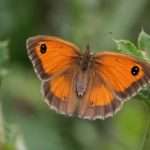 Gatekeeper Butterfly