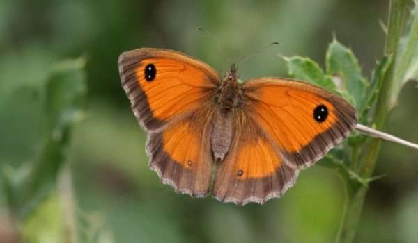 Gatekeeper Butterfly