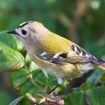 Goldcrest