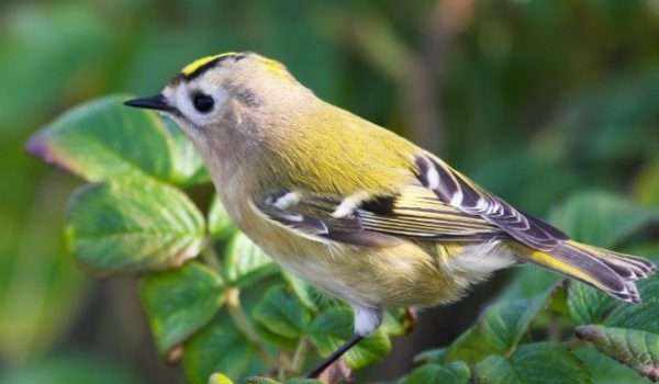 Goldcrest