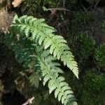 Hard shield fern
