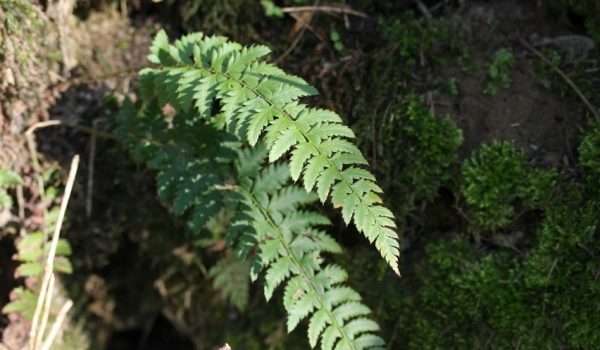 Hard shield fern