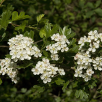 Hawthorn in flower