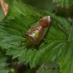 Hawthorn Shield Bug