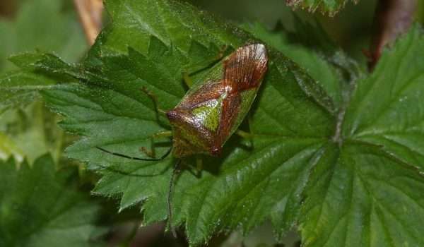 Hawthorn Shield Bug