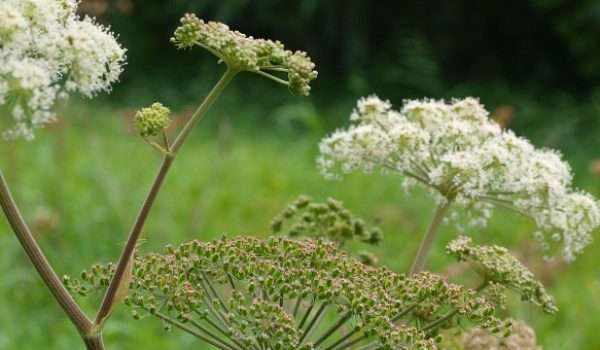 Hogweed