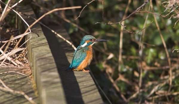 Kingfisher